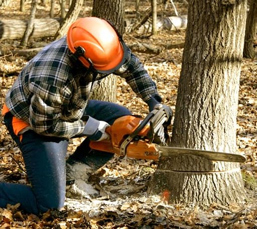 Tree Removal in Byars, OK